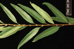 Salix triandra subsp. triandra. Mature leaves and persistent stipules.
 Image: D. Glenny © Landcare Research 2020 CC BY 4.0
